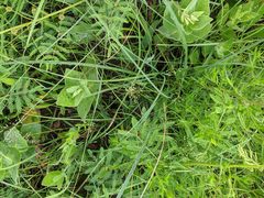 Dichanthelium neuranthum