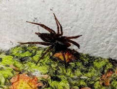 Lycosoides coarctata