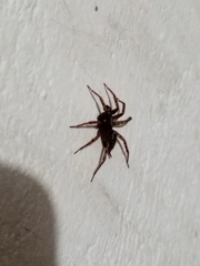 Lycosoides coarctata