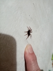 Lycosoides coarctata