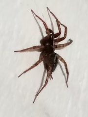 Lycosoides coarctata