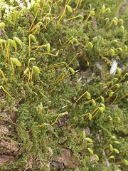 Plagiomnium undulatum