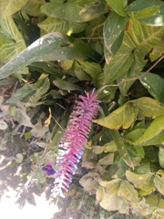 Aechmea gamosepala
