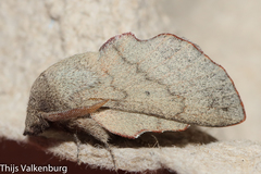 Phyllodesma suberifolia