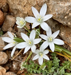 Ornithogalum