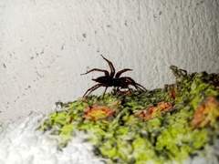 Lycosoides coarctata