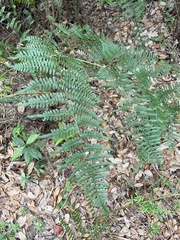 Pteridium caudatum