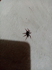 Lycosoides coarctata