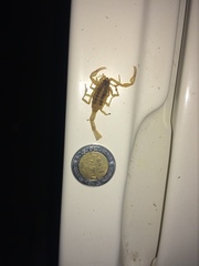 Centruroides suffusus