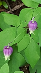 Clematis versicolor