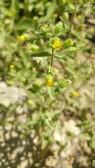 Mimetanthe pilosa
