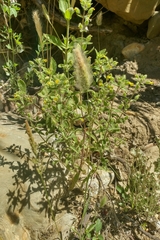 Mimetanthe pilosa