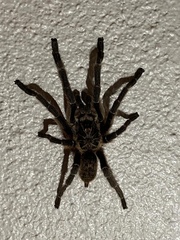 Ceratogyrus marshalli