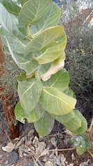 Calotropis procera image