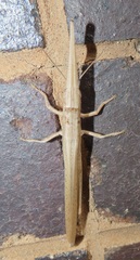 Acanthoxia gladiator