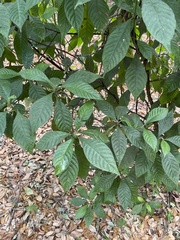 Psychotria nervosa