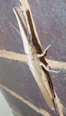 Acanthoxia gladiator