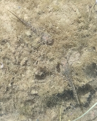 Pseudacris cadaverina