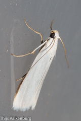 Myelois fuscicostella