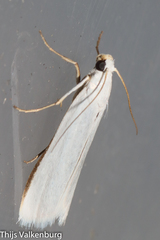 Myelois fuscicostella
