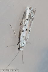 Ethmia terminella