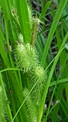 Carex frankii