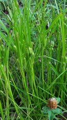 Carex frankii