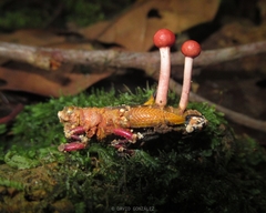 Paraisaria amazonica