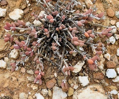 Trichodiadema attonsum