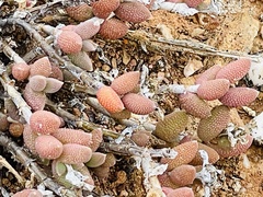 Trichodiadema attonsum