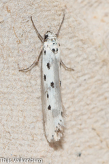 Ethmia terminella
