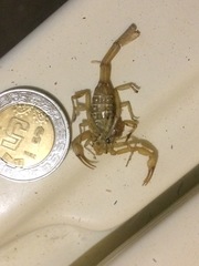 Centruroides suffusus