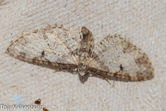 Eupithecia irriguata