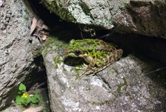 Odorrana tianmuii