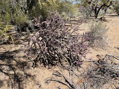 Cylindropuntia thurberi