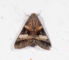 Melipotis nigrobasis