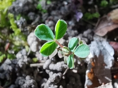 Trifolium dubium