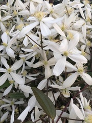 Clematis armandii