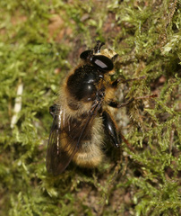 Criorhina ranunculi