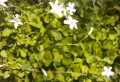 Oxalis triangularis