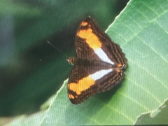 Adelpha heraclea