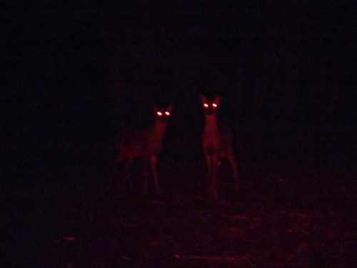 Northern White-tailed Deer photographed in Massachusetts