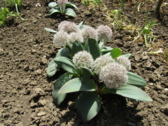 Allium karataviense