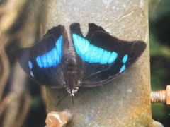 Archaeoprepona demophoon