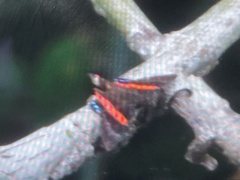 Ancyluris jurgensenii