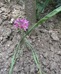 Allium oreophilum