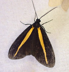 Crocomela erectistria