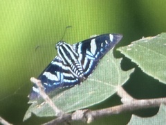 Jemadia pseudognetus