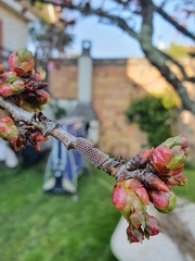 Nymphalis polychloros