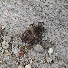 Brachypera zoilus